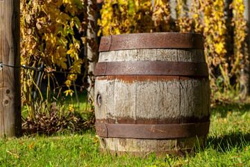 Obraz premium Altes Holz Weinfass mit Weinreben
