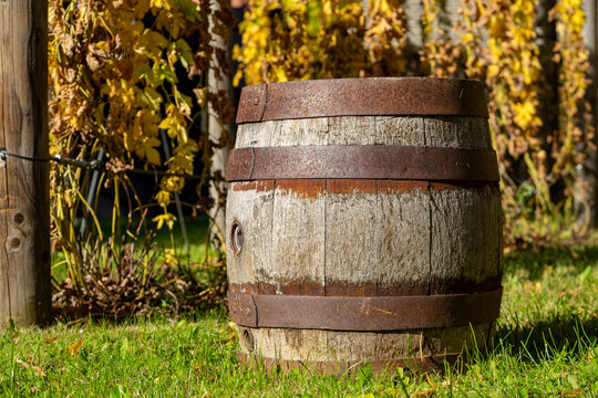 Altes Holz Weinfass mit Weinreben