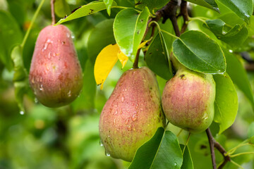 Organic Pears. Juicy flavorful pears of nature background. Pear on a branch. A pear on a tree Selective focus on pears.