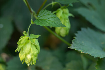 Detail of green fresh hops for making beer in the field