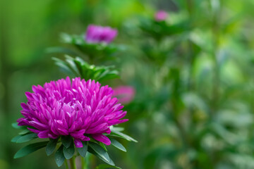 Blooming aster of rich purple color in the garden. Aster Flowers. High quality photo