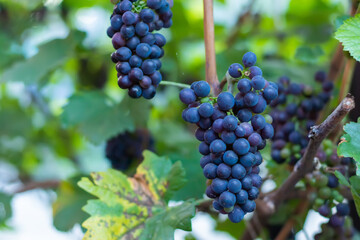 Bunch of red grapes on the vine bush at the vineyard plantation during sunset, close up view. High quality photo