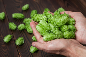 Naklejka na ściany i meble Man hands with ripe green hop cones over aged wooden desk surface.