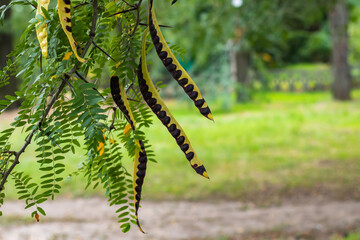 Dry brown seed pods and green leaves of acacia.