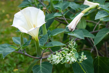 Datura flowers ordinary close-up very delicate and beautiful