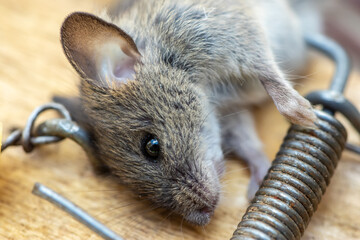 A common wild mouse found dead in mousetrap close up