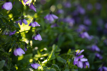Viola's small purple flowers in the shade against the glare of the sun in green foliage with space for text. Traces of the sun and shadows on many purple flowers in macro with copy space.