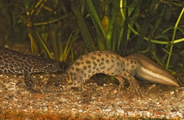 Closeup on a male of an endangered Eureopean crest newt species, Triturus ivanbureschi