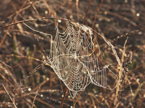 spider web with dew drops