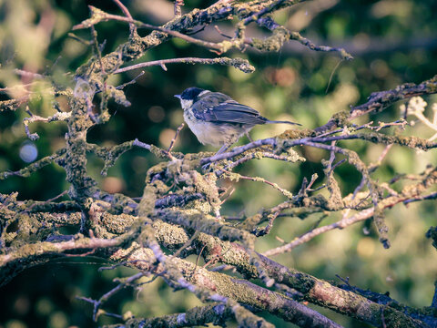 bird on a branch