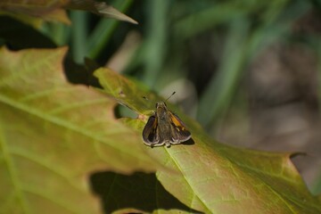 Side closeup of a tawny-edged skipper butterfly standing on the yellowing leaf blurred background