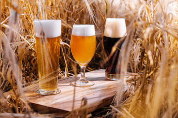light, unfiltered and dark glasses of beer in a wheat field
