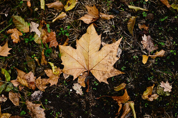fallen autumn leaves