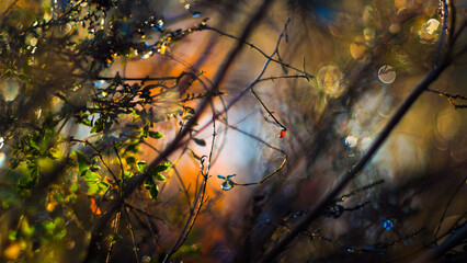 Macro de petites plantes sauvages, dans la for&ecirc;t des Landes de Gascogne, mise en valeur par le cr&eacute;puscule