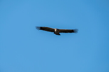 Griffon Vulture (Gyps fulvus) in flight in Monfrague National Park, Extremadura, Spain.