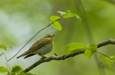 Wood warbler (Rhadina sibilatrix) in spring