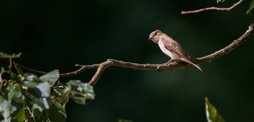 Spotted Flycatcher (Muscicapa striata) on branch