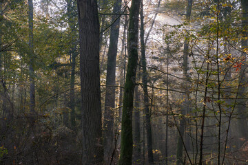 Sunbeam entering rich deciduous forest
