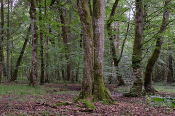 Obraz premium Old deciduous forest in summer