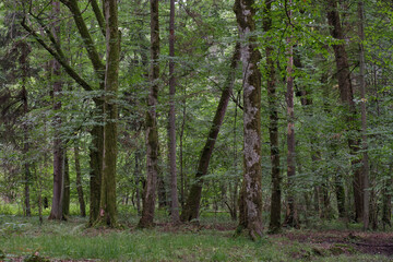 Old deciduous forest in summer