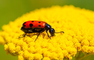 Red beautiful beetle on a yellow flower. The common red soldier beetle Rhagonycha fulva, also misleadingly known as the bloodsucker beetle, is a species of soldier beetle Cantharidae.