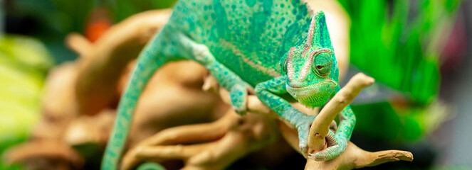 Chameleon close up. Multicolor beautiful reptile with colorful bright skin on a background of grass...