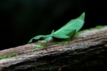 Phylliinae (Leaf insect)