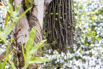 flowers or fruits of the palmtree in Malaysia