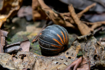 Black and orange insect ball Mulu national park