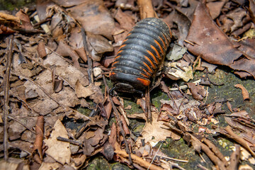 Black and orange centipede at Mulu national park, Borneo