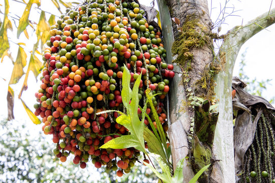 flowers or fruits of the palmtree in Malaysia