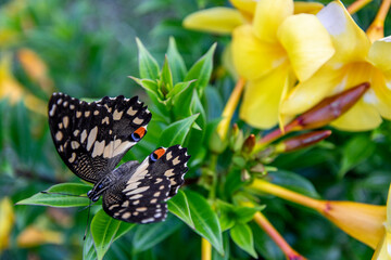 Citrus swallowtail butterfly on yellow flowers in Mulu National park Borneo 