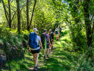 Wandergruppe im Wald: Frauen und Männer mit Rucksack gehen schönen Waldweg mit Lichtern, Bäumen - obrazy, fototapety, plakaty