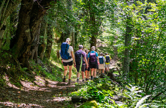 Wandergruppe im Wald: Frauen und M&auml;nner mit Rucksack gehen sch&ouml;nen Waldweg mit Lichtern, B&auml;umen