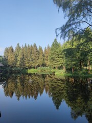 Fototapeta na wymiar reflection of trees in a lake. 