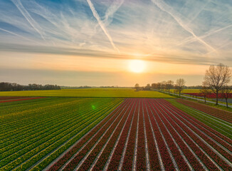 Sunset over tulip fields / flower field / bulbfields in The Netherlands.