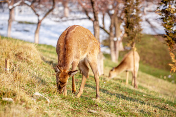 Obraz na płótnie Canvas Beautiful spotted deer in the mountains against the background of green grass and snow. Fairytale spring landscape with wild animals.