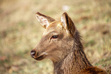 Beautiful spotted deer in the mountains against the background of green grass and snow. Fairytale spring landscape with wild animals.
