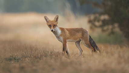 Rotfuchs (Vulpes vulpes) auf einer trockenen Wiese