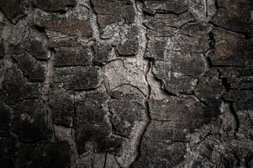 Texture and background of Tree bark
