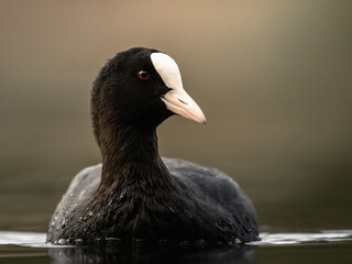 Blässhuhn (Fulica atra) Nahaufnahme