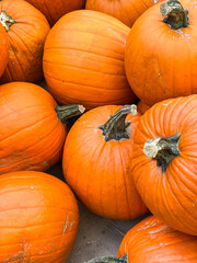 Big orange pumpkins in a heap.