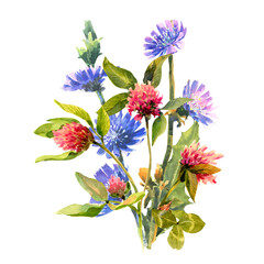 Watercolor drawing bouquet of clover and chicory branch flowers.