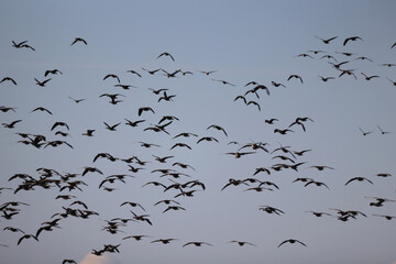 geese flock against the sky freedom wildlife birds