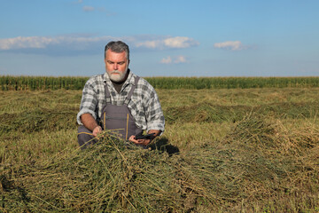Naklejka na ściany i meble Farmer or agronomist examine hay of clover plant in field after harvest using tablet
