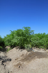 Agriculture, green leaves of carrot plants in field with watering system and blue sky, early summer