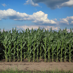 Green corn plants in field and beautiful sky with clouds, agriculture in early summer