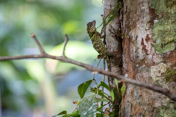 lizard on a tree