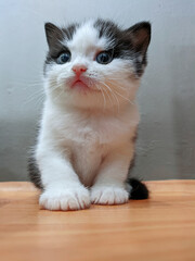 kitten british shorthair with innocent face facing up