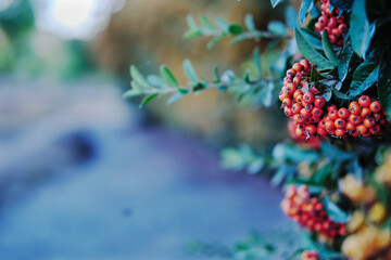 berries on a branch - obrazy, fototapety, plakaty